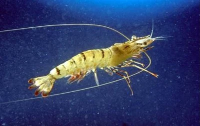 記事共有|等温リコンビナーゼポリメラーゼ増幅（MIRA）を使用した草のエビの肝乳腺類のマイクロスポリジウムの迅速な検出（MIRA）