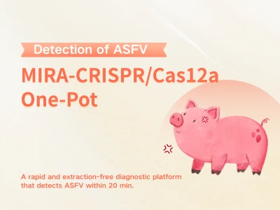 最適ではない PAM- 駆動のワンチューブ CRISPR/Cas12a アッセイによるアフリカ豚コレラ ウイルスの抽出-無料かつ超高速検出-